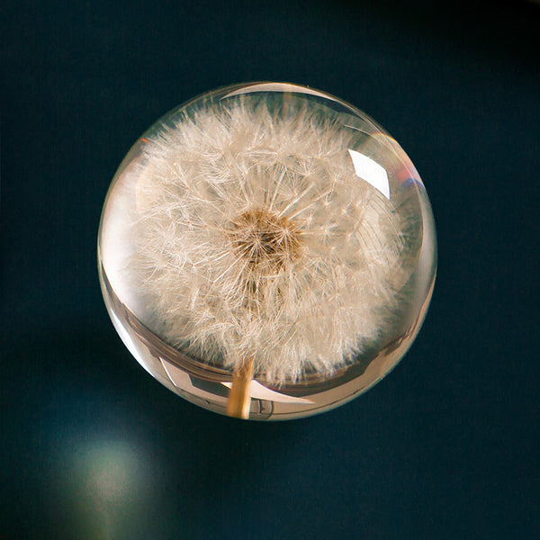 Real Dried Dandelion Crystal Glass Resin Lens Ball